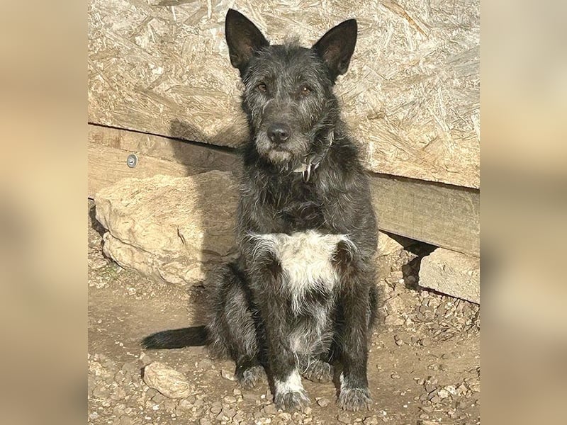 ❤️ außergewöhnliche Schönheit KORMA - 9,5 Jahre, 46cm/20kg - SchnauzerMix