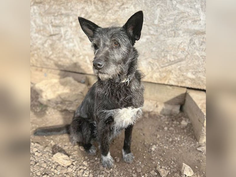 ❤️ außergewöhnliche Schönheit KORMA - 9,5 Jahre, 46cm/20kg - SchnauzerMix