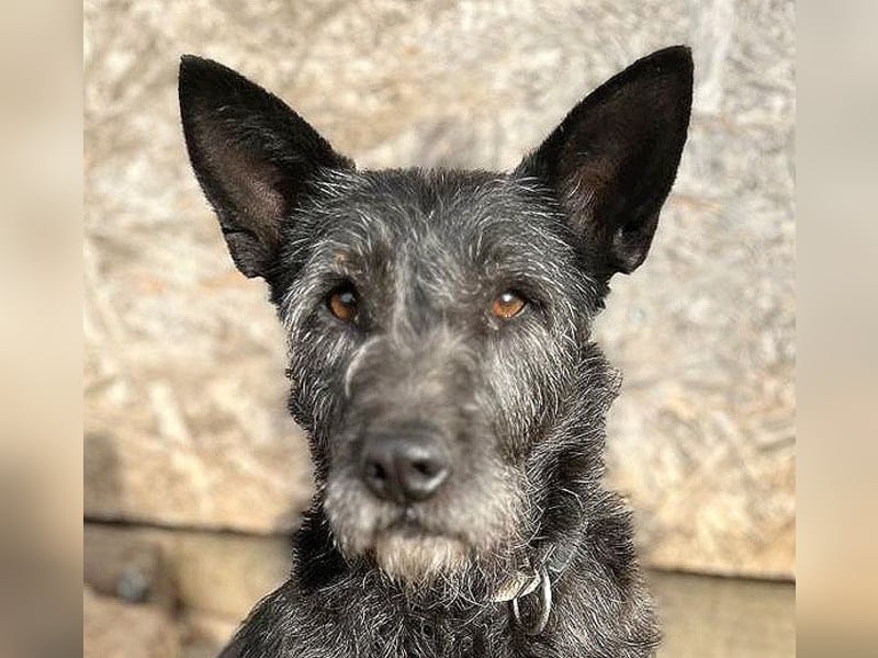 ❤️ außergewöhnliche Schönheit KORMA - 9,5 Jahre, 46cm/20kg - SchnauzerMix