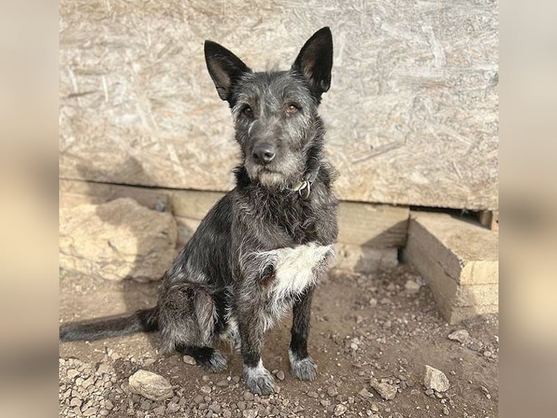 ❤️ außergewöhnliche Schönheit KORMA - 9,5 Jahre, 46cm/20kg - SchnauzerMix
