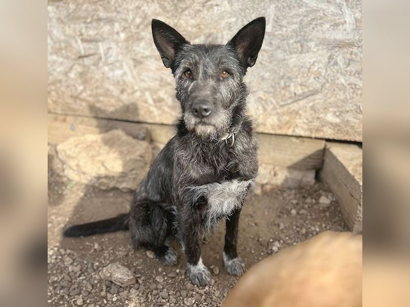 ❤️ außergewöhnliche Schönheit KORMA - 9,5 Jahre, 46cm/20kg - SchnauzerMix