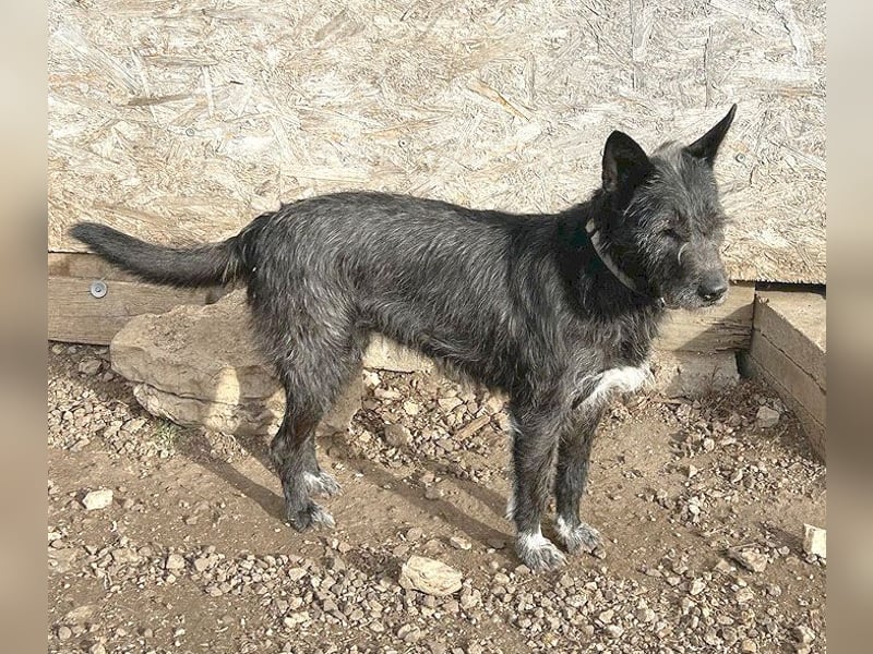 ❤️ außergewöhnliche Schönheit KORMA - 9,5 Jahre, 46cm/20kg - SchnauzerMix