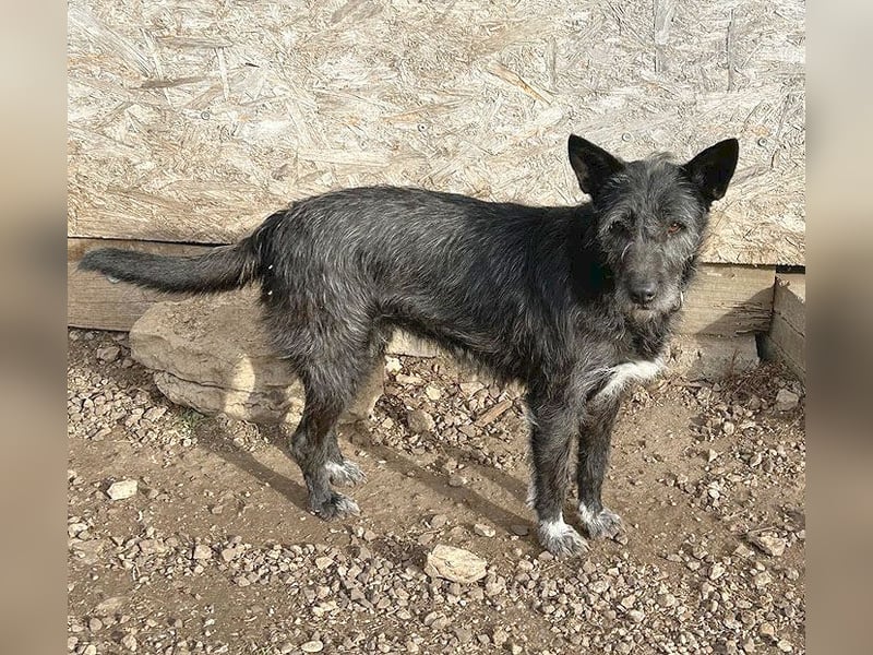 ❤️ außergewöhnliche Schönheit KORMA - 9,5 Jahre, 46cm/20kg - SchnauzerMix