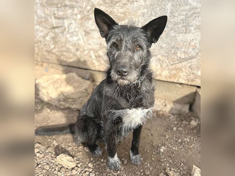 ❤️ außergewöhnliche Schönheit KORMA - 9,5 Jahre, 46cm/20kg - SchnauzerMix