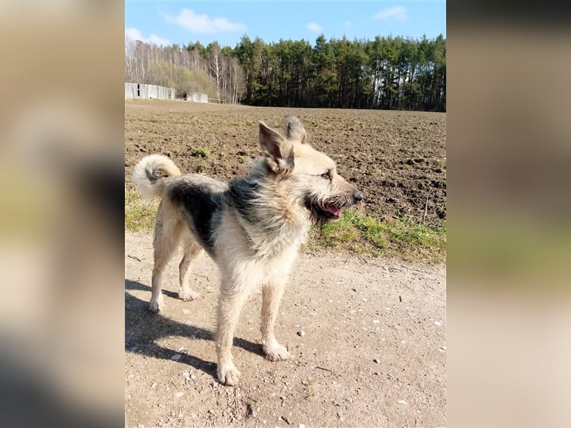 „Riva“, Hündin, noch zurückhaltend aber sehr lieb, ca.2017 geboren