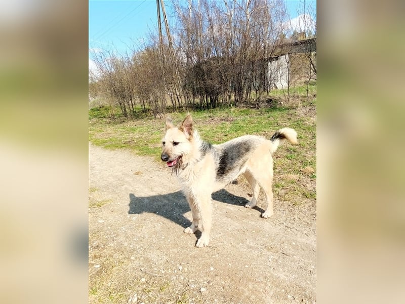 „Riva“, Hündin, noch zurückhaltend aber sehr lieb, ca.2017 geboren