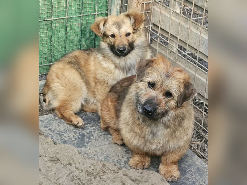 Penny - mutige Mama mit großem Herz