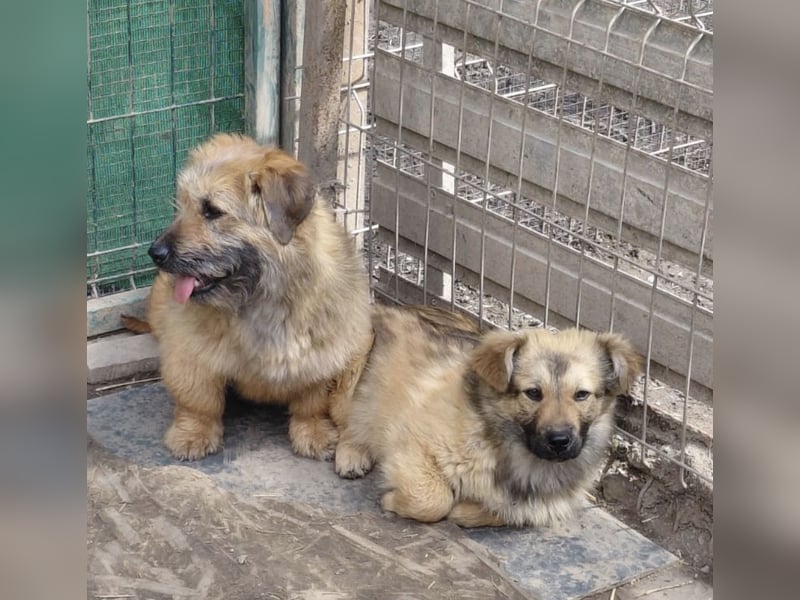 Penny - mutige Mama mit großem Herz