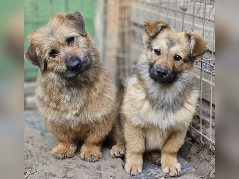 Penny - mutige Mama mit großem Herz