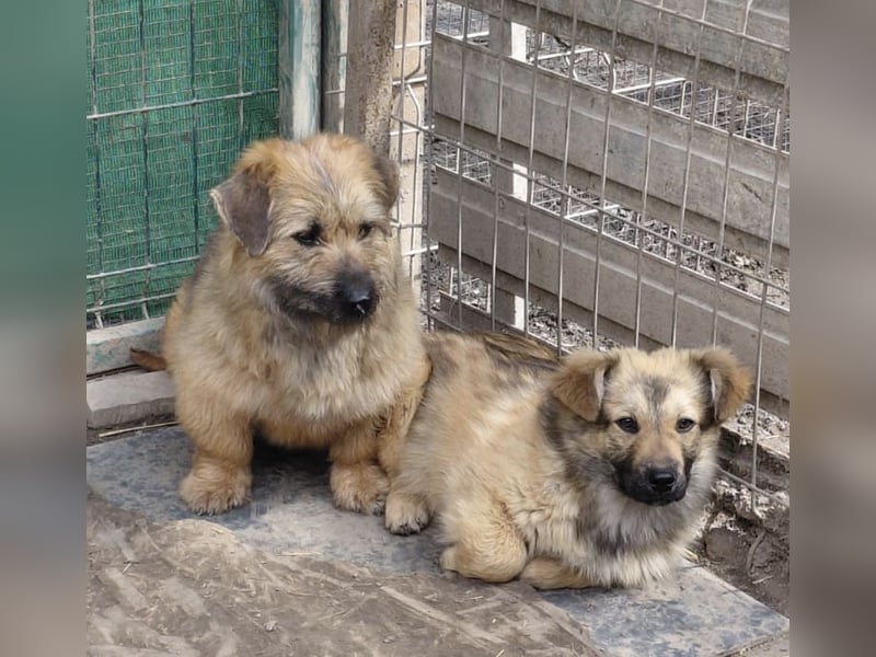 Penny - mutige Mama mit großem Herz