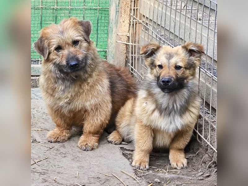 Penny - mutige Mama mit großem Herz
