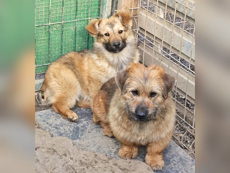 Penny - mutige Mama mit großem Herz