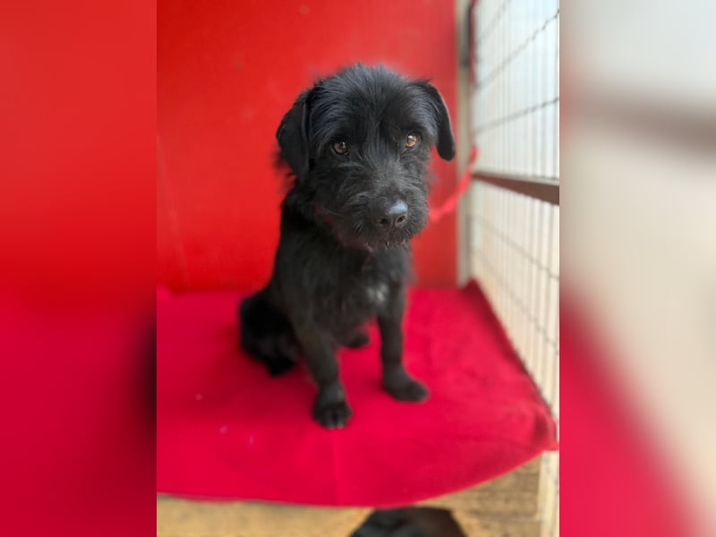 Bendy, Schnauzer-Mix, Rüde, ca. 1 Jahr, 38 cm