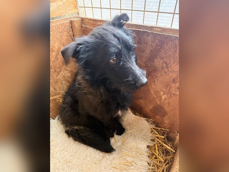 Mani, Schnauzer-Mix, Hündin, geb. am 07.01.2025, 35 cm