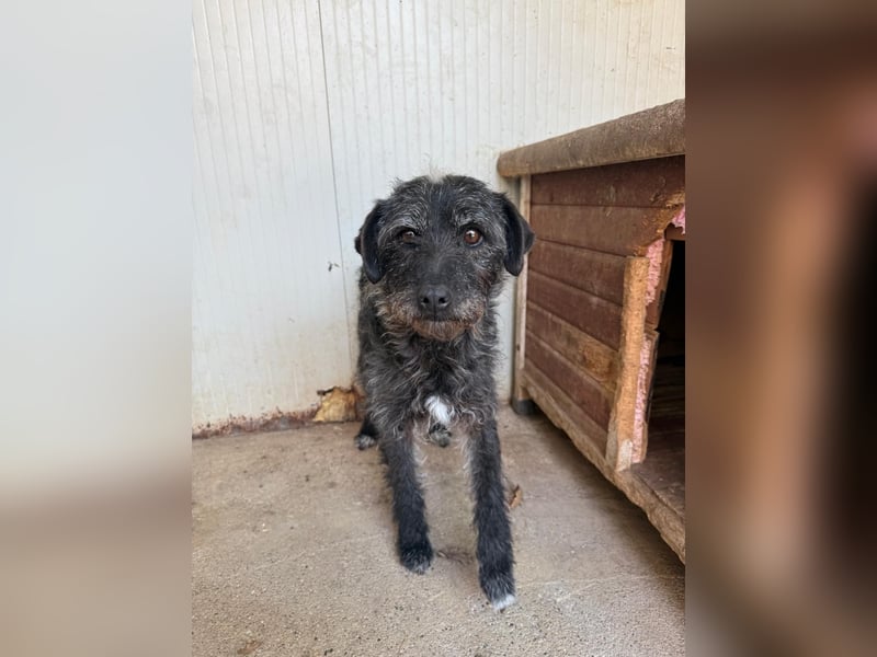 Olivia, Schnauzer-Mix, Hündin, geb. am 15.03.2023, 40 cm, 10 kg