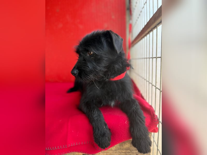 Bendy, Schnauzer-Mix, Rüde, ca. 1 Jahr, 38 cm