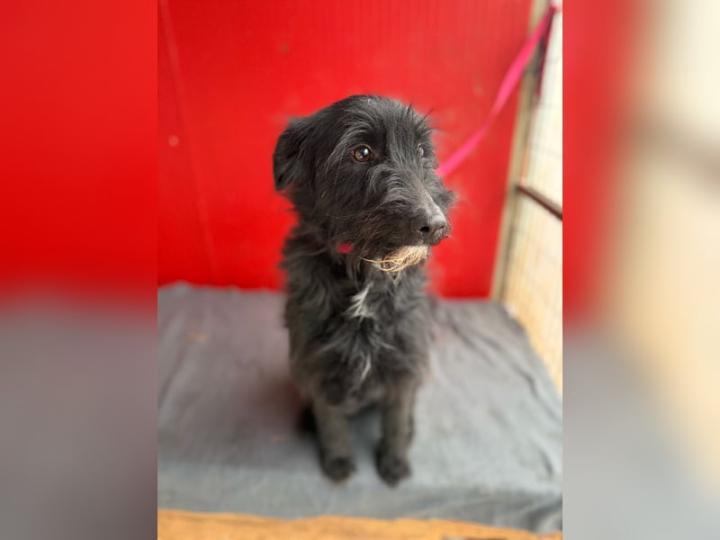 Bendy, Schnauzer-Mix, Rüde, geb. am 21.01.2024, 40 cm