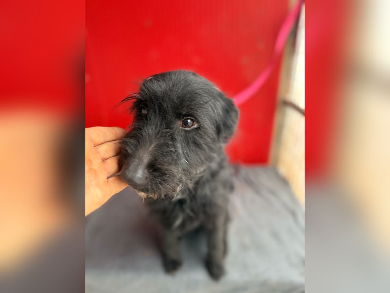 Bendy, Schnauzer-Mix, Rüde, geb. am 21.01.2024, 40 cm