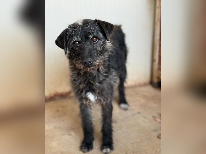 Olivia, Schnauzer-Mix, Hündin, geb. am 15.03.2023, 40 cm, 10 kg