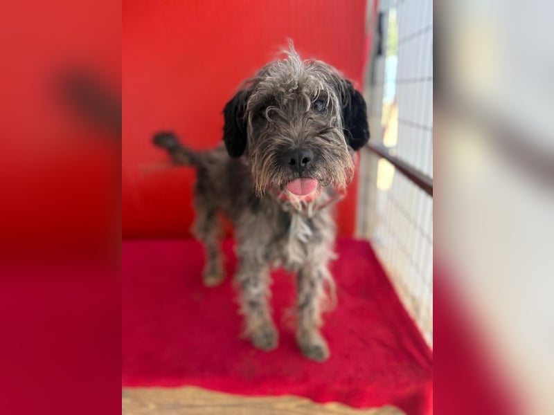 Snaki, Schnauzer-Mix, Rüde, geb. am 01.06.2023, 40 cm, 11 kg
