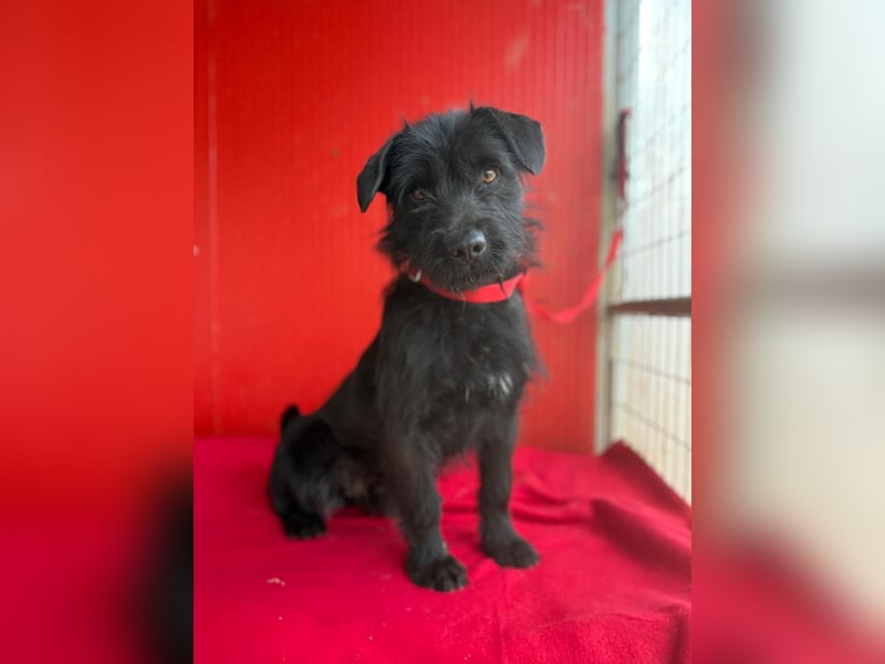 Bendy, Schnauzer-Mix, Rüde, ca. 1 Jahr, 38 cm