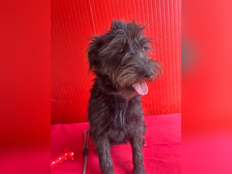 Rozi, Schnauzer-Mix, Hündin, geb. am 18.05.2024, 38 cm, 8 kg