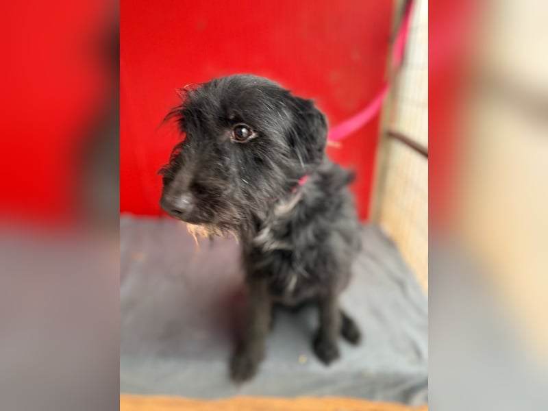 Bendy, Schnauzer-Mix, Rüde, geb. am 21.01.2024, 40 cm