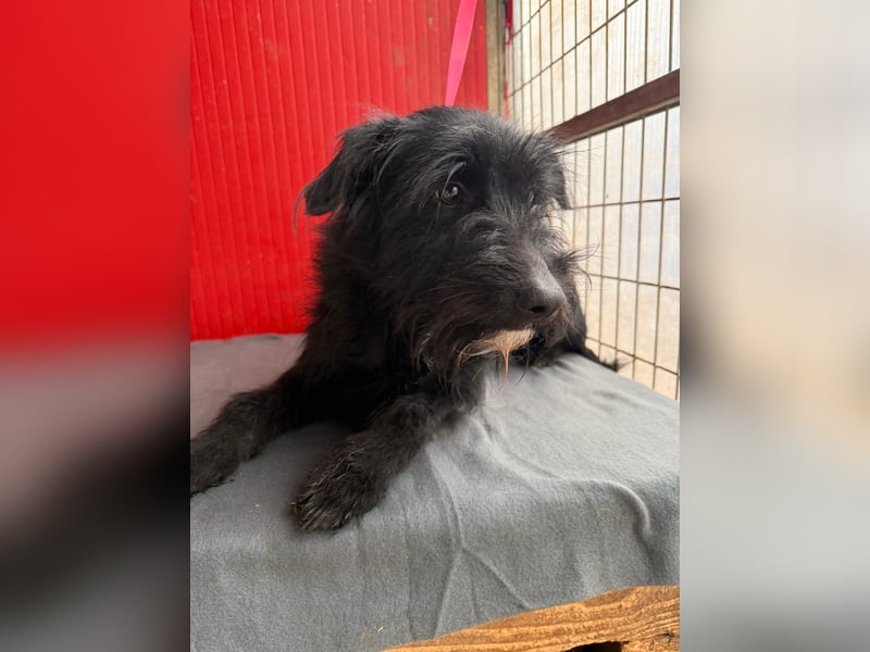 Bendy, Schnauzer-Mix, Rüde, geb. am 21.01.2024, 40 cm