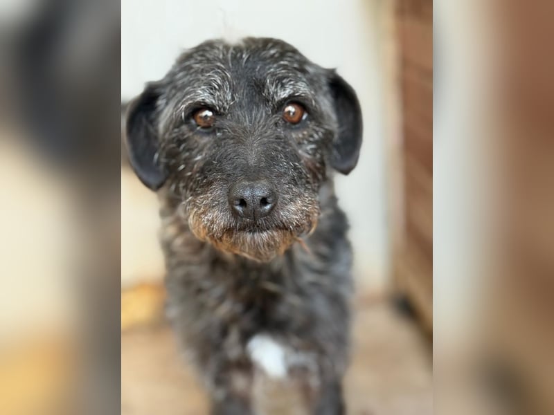 Olivia, Schnauzer-Mix, Hündin, geb. am 15.03.2023, 40 cm, 10 kg