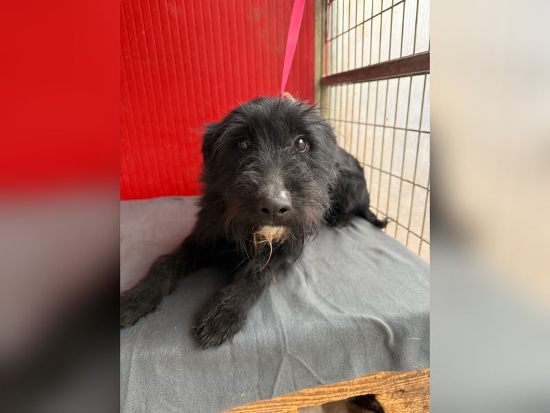 Bendy, Schnauzer-Mix, Rüde, geb. am 21.01.2024, 40 cm