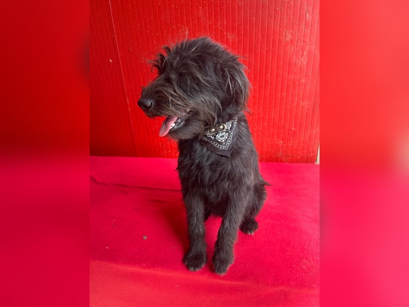 Rozi, Schnauzer-Mix, Hündin, geb. am 18.05.2024, 38 cm, 8 kg