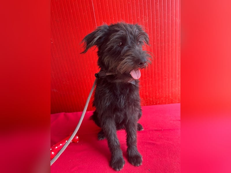 Rozi, Schnauzer-Mix, Hündin, geb. am 18.05.2024, 38 cm, 8 kg
