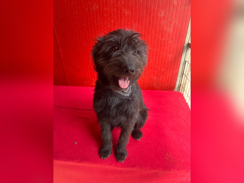 Rozi, Schnauzer-Mix, Hündin, geb. am 18.05.2024, 38 cm, 8 kg