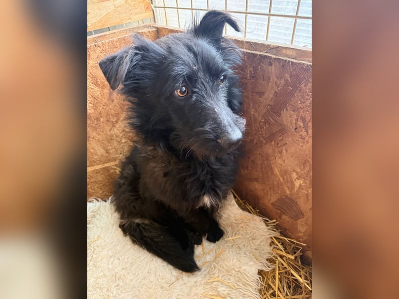 Mani, Schnauzer-Mix, Hündin, geb. am 07.01.2025, 35 cm