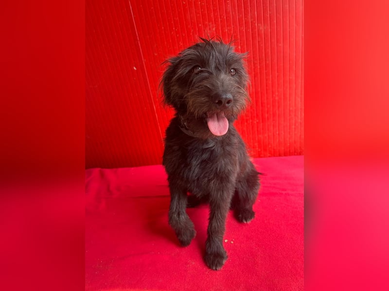 Rozi, Schnauzer-Mix, Hündin, geb. am 18.05.2024, 38 cm, 8 kg