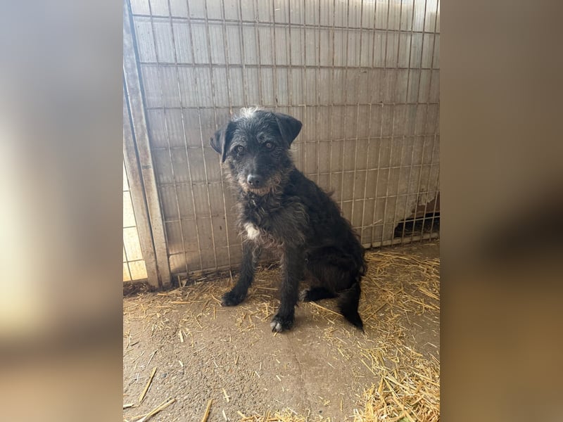 Olivia, Schnauzer-Mix, Hündin, geb. am 15.03.2023, 40 cm, 10 kg