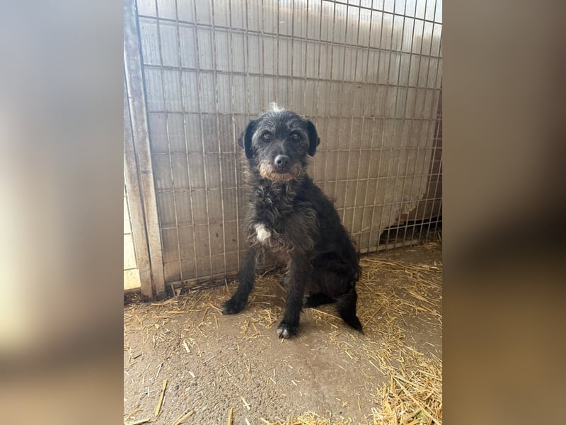 Olivia, Schnauzer-Mix, Hündin, geb. am 15.03.2023, 40 cm, 10 kg