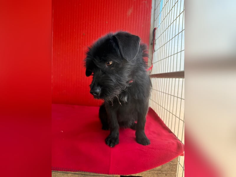 Bendy, Schnauzer-Mix, Rüde, ca. 1 Jahr, 38 cm