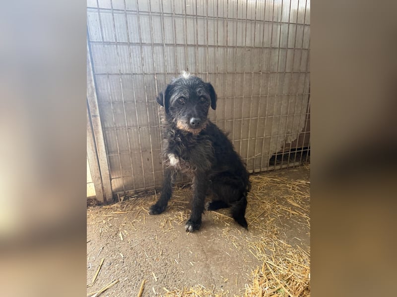 Olivia, Schnauzer-Mix, Hündin, geb. am 15.03.2023, 40 cm, 10 kg