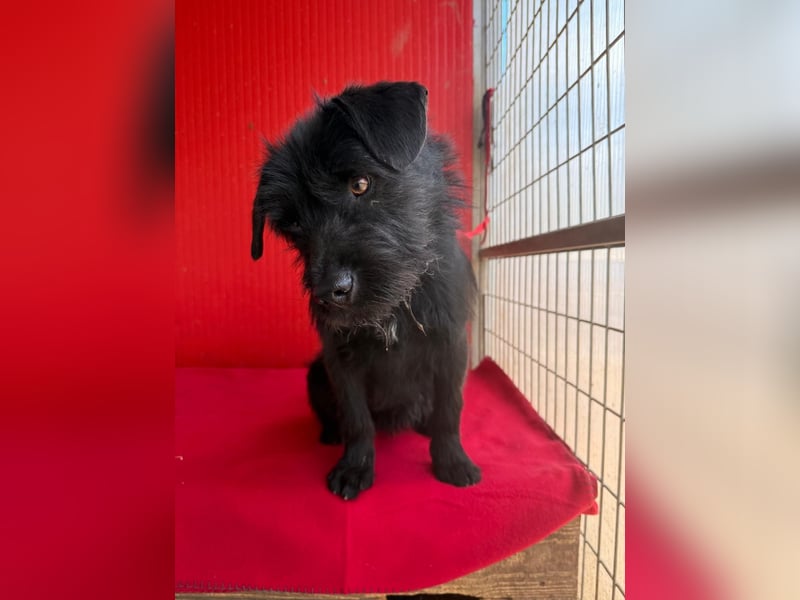 Bendy, Schnauzer-Mix, Rüde, ca. 1 Jahr, 38 cm