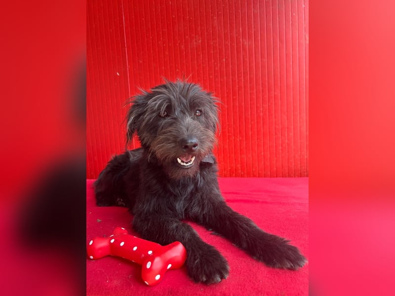 Rozi, Schnauzer-Mix, Hündin, geb. am 18.05.2024, 38 cm, 8 kg