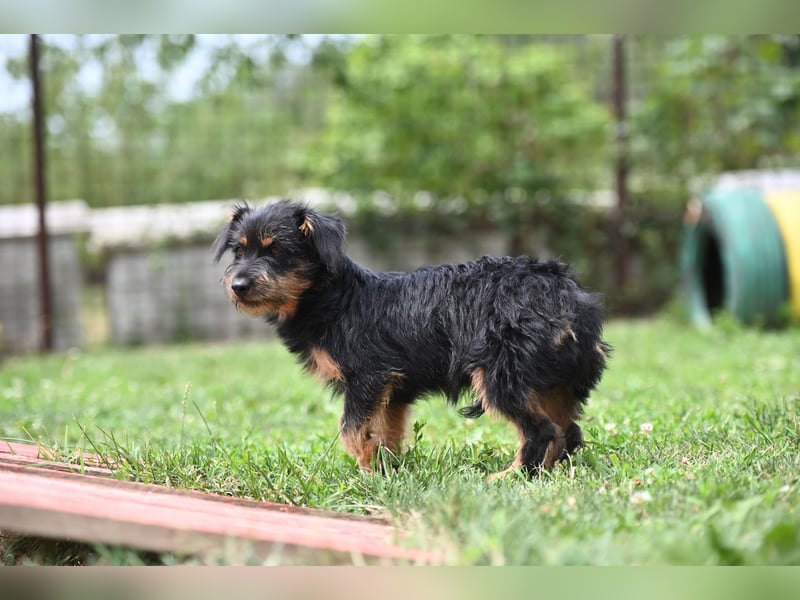 Kiki, kleine Schnauzermix - Dame mit großem Herz sucht ihr Zuhause