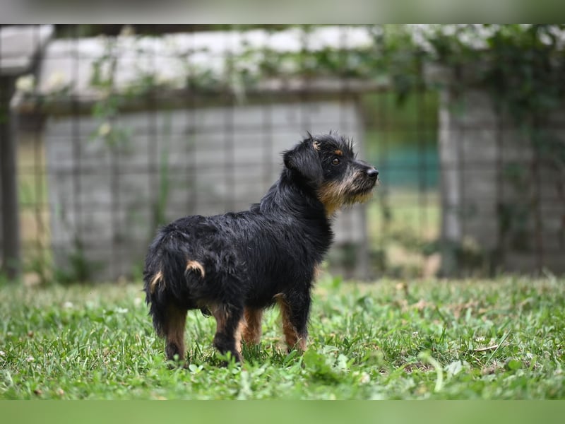Kiki, kleine Schnauzermix - Dame mit großem Herz sucht ihr Zuhause