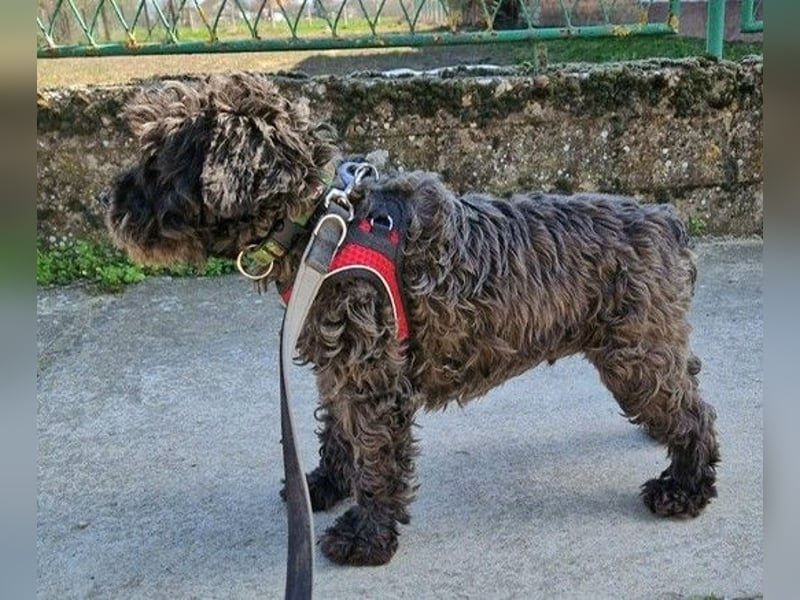 Alba, Mini Schnauzer Mischling
