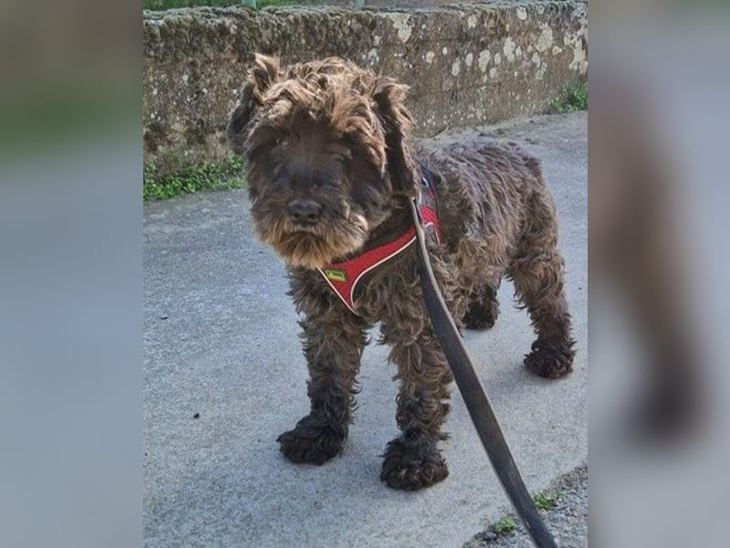 Alba, Mini Schnauzer Mischling
