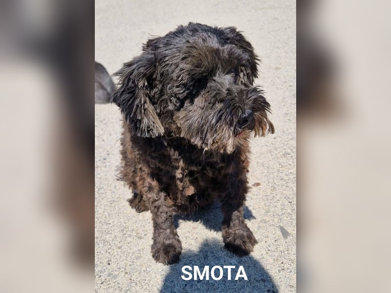 Smota, ganz lieber Wuschel