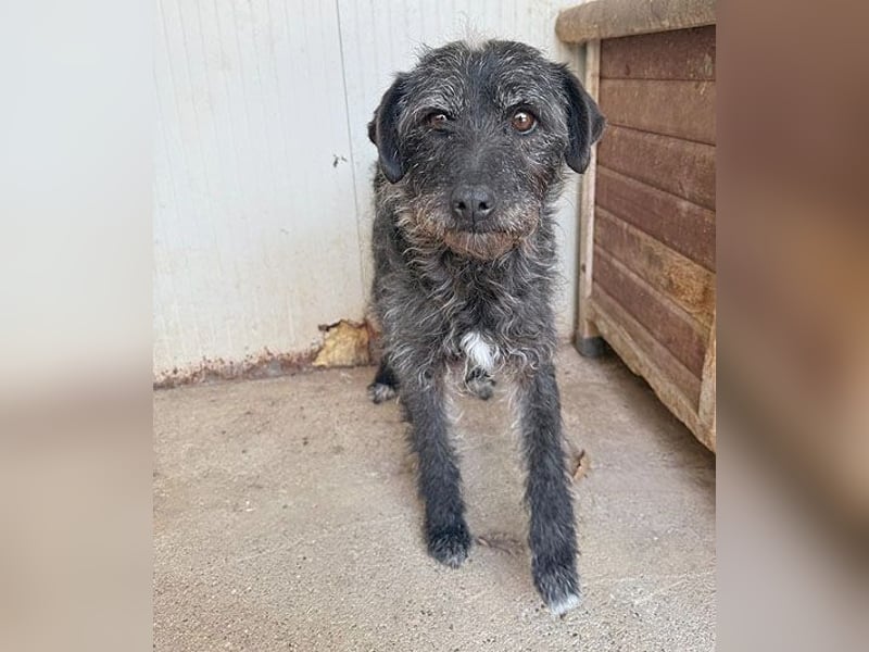 treue Hundeseele OLIVIA - 3 Jahre, 40cm/10kg - Schnauzer-Mix