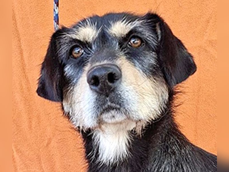 PANNY - 3 Jahre, 36cm/13kg - Schnauzer-Dackel-Mix
