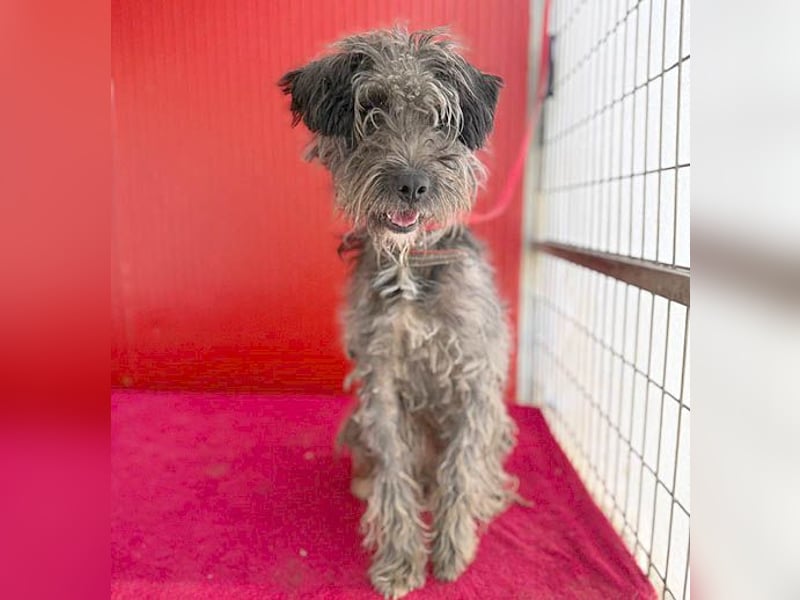 fröhlicher kleiner SNAKI - 2 Jahre, 40cm/10kg - Schnauzer-Mix