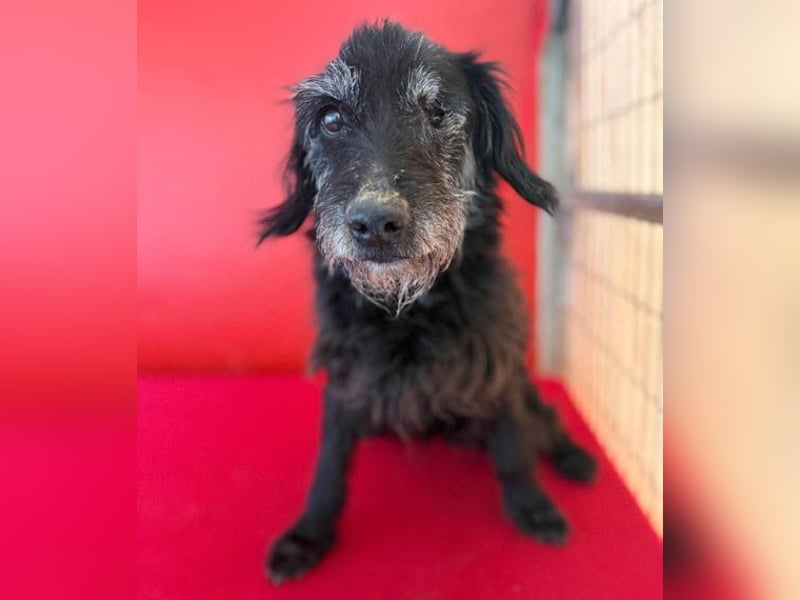 zarte Hundeseele BETTY - 12 Jahre, 40cm/10kg - Schnauzer-Mix